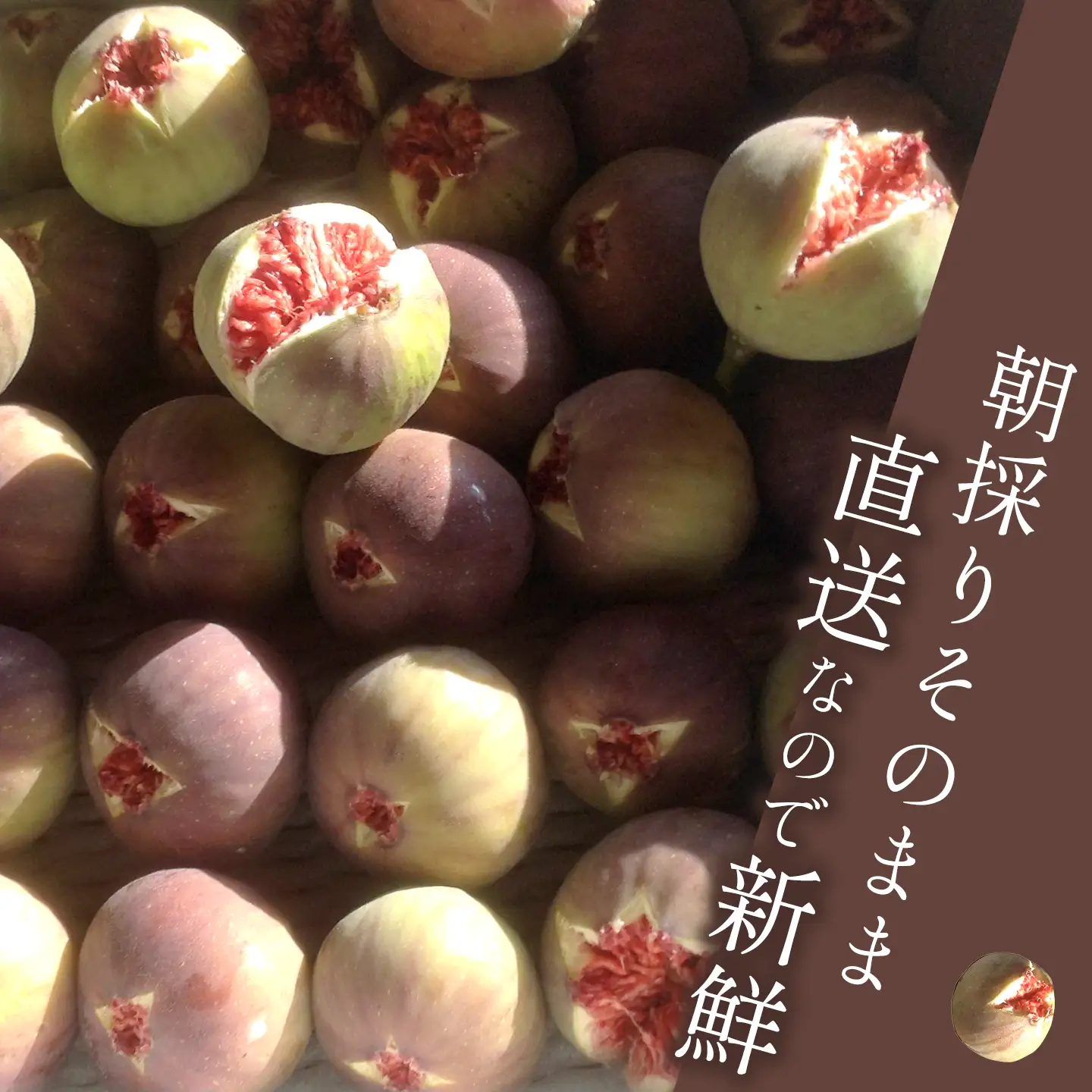 日本いちじく 4パック (7月下旬～10月発送) いちじく 茨木農園
