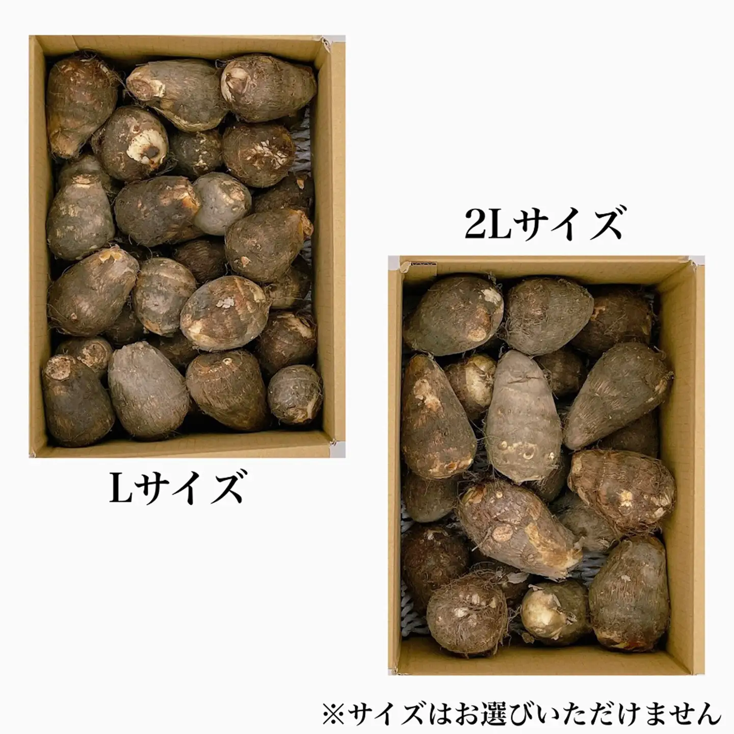里芋 伊予美人 秀品約4㎏（L~2Lサイズ）【先行予約】西条市産さといも 