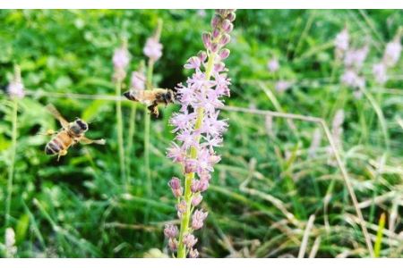石鎚養蜂の百花はちみつ（2個）｜ 純粋蜂蜜