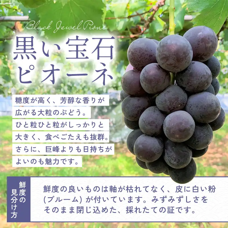 B-700 黒い宝石「種なしピオーネ」2kg