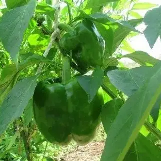 有機JAS認定農場からの那須高原のオーガニック野菜セット〔B-42〕| 旬の野菜 季節の野菜 詰め合わせ 有機肥料 サラダ