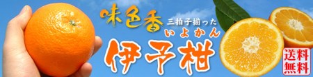 伊予柑(いよかん) 約8kg/サイズおまかせ　※2027年1月中旬～2月中旬頃に順次発送予定(お届け日指定不可)　紀伊国屋文左衛門本舗　【sutb440B】