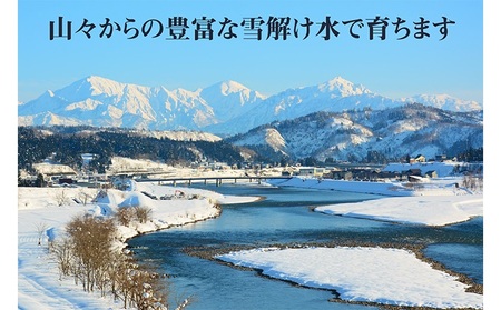 令和7年産 農家直送！ 魚沼産 コシヒカリ 無洗米 4kg (スタンドパック 2kg × 2個 )（ 米 こしひかり お米 こめ コメ 魚沼産コシヒカリ 魚沼 新潟 おこめ 白米 精米 ） 新潟県 