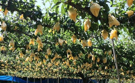 先行予約 ル レクチェ 自家用 3kg 訳あり 新潟県 洋梨  [岩福農園]