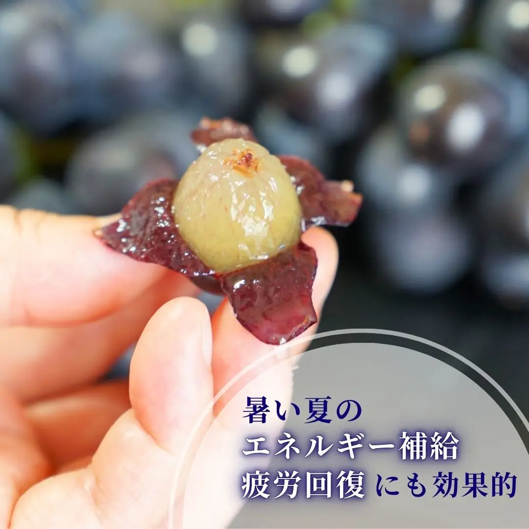 【令和8年産 先行予約】 高尾 ぶどう 黒系ぶどう 約2kg 種が無い 新潟県 弥彦村