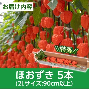 ＜先行予約受付中！お盆前頃に発送予定＞驚きの大きさ！ 宇目産ほおずき(5本・2L) 生花 お盆 仏花 鬼灯 お盆飾り お供え 盆 ホウズキ 盆 飾り 切花 切り花 大分県 佐伯市【BZ63】【清幸農園】