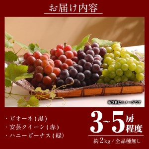 ＜先行予約受付中！2026年9月以降順次発送予定＞宇目葡萄 3種詰め合わせ(合計2kg・3-5房) 特産品 国産 ピオーネ 安芸クイーン ハニービーナス ぶどう 大分県 佐伯市【AY71】【さいき農林公社】