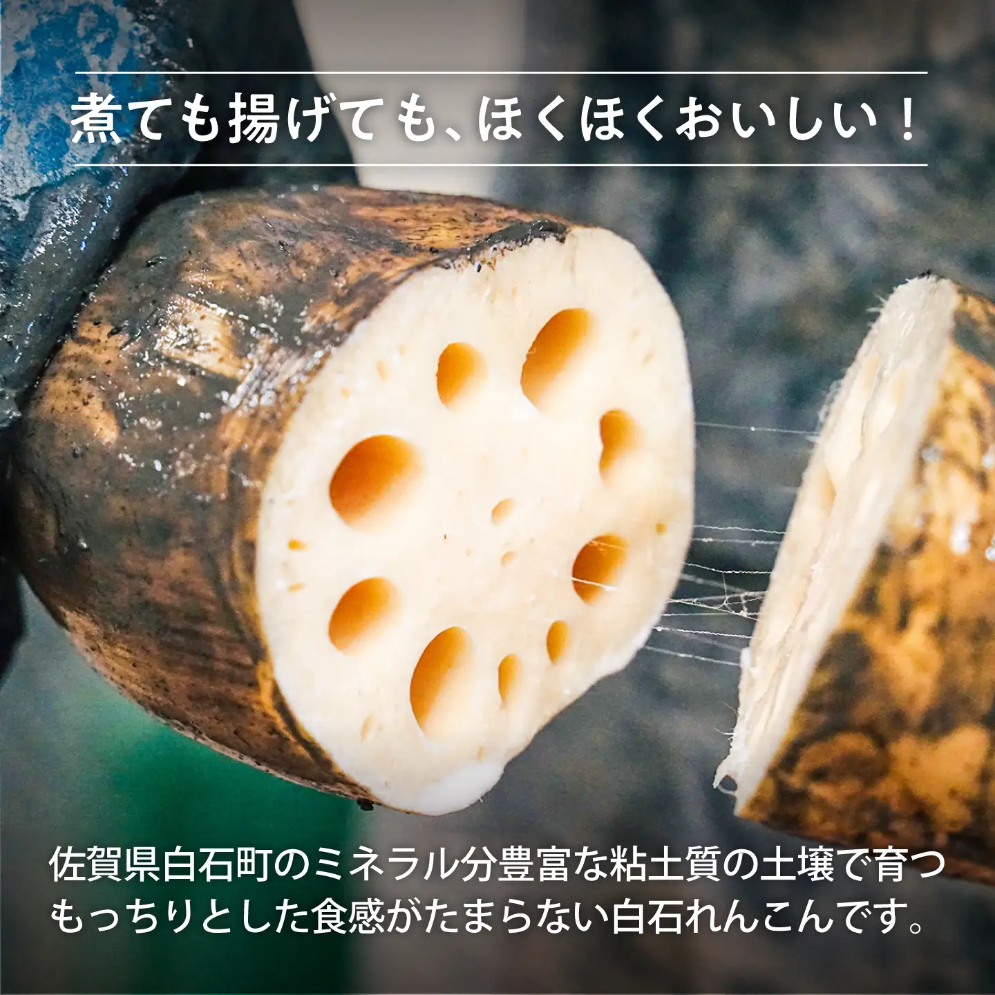 年末発送 泥付きれんこん 2kg  / れんこん 先行予約 [IAW004]