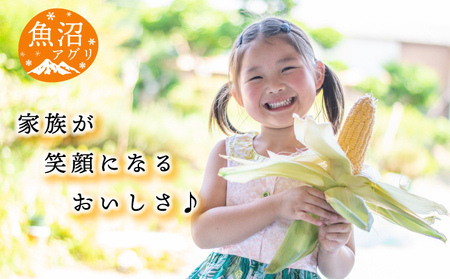 魚沼産 朝採り とうもろこし ゴールドラッシュ 15本～20本 野菜 新潟県産 夏野菜 バーベキュー おやつ 