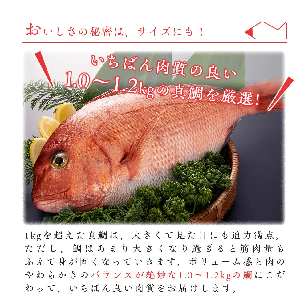 （冷蔵）【２尾】ジュワっと旨み溢れるブランド真鯛 スキンレス 皮あり ／ はさま あなたに逢い鯛。 鯛 真鯛 刺身 しゃぶしゃぶ 鯛めし 三重県 南伊勢町 伊勢志摩