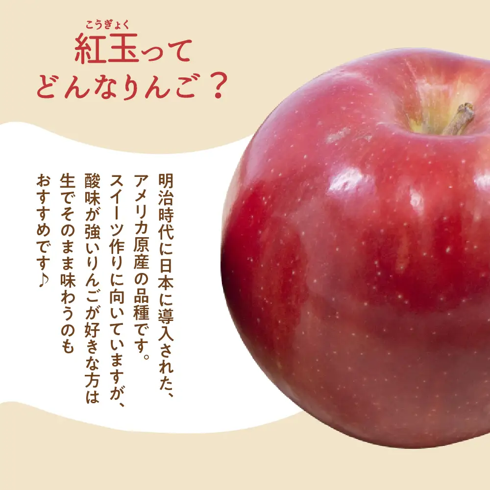 【2026年10月下旬発送】【訳あり】 りんご 10kg 紅玉 アップルパイ に最適 青森 不揃い