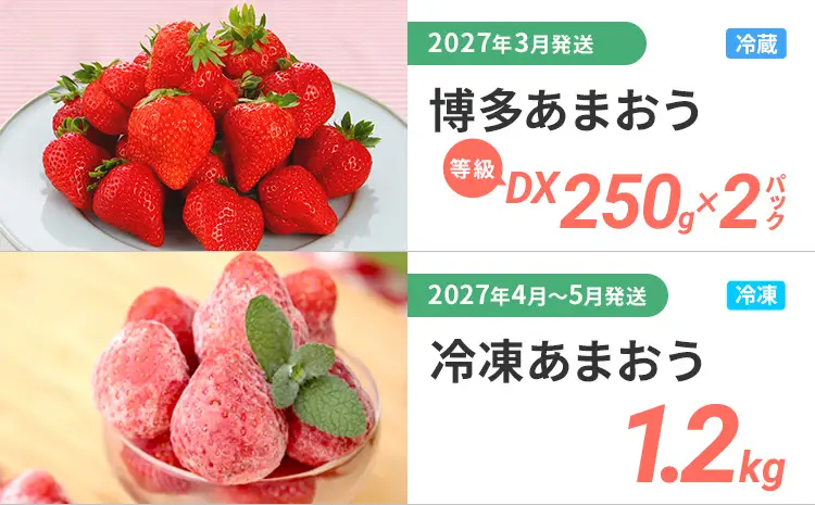 定期便 果物定期便C 6回発送 みかん デコポン 博多あまおう 冷凍あまおう すもも シャインマスカット 定期発送 果物 くだもの フルーツ 柑橘 イチゴ 送料無料 【2026年12月～2027年9月まで計6回お届け】