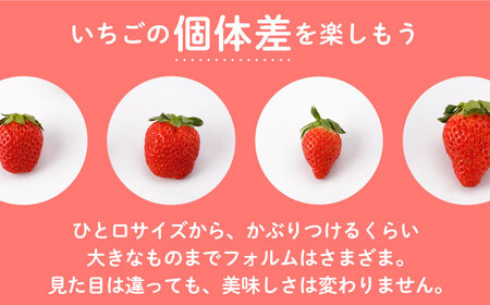 先行予約 2027年1月〜発送 かおり野 400g（化粧箱入り） / いちご [IBJ005]