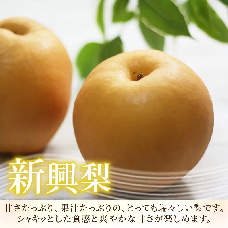 【先行予約】《数量限定》新興梨 9～10玉入 約5kg 歯ごたえ抜群！ もぎたて 新鮮 ／ 期間限定 果物 フルーツ 農家直送 お取り寄せ 新興 梨 なし 福井県 あわら市※2026年10月中旬より順次発送 [aw042-a002]