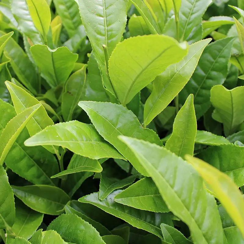 三芳町産狭山茶の詰め合わせ（高級煎茶100g×3本） 銘茶 煎茶 緑茶 お茶 抗酸化作用 カテキン鮮やか 色合い 旨み 渋み 茶匠の技 国産 FAA-106