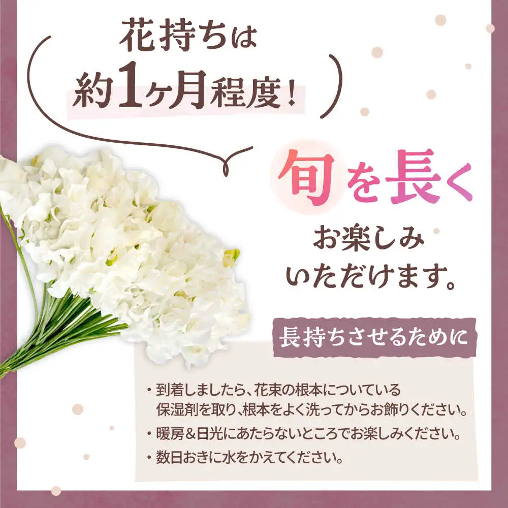 【先行予約 2026年12月～発送】スイートピー 花束 50本（ホワイト） /  [IBW003]