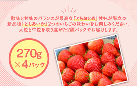 新旧2種食べ比べセット（とちおとめ、とちあいか）270g×4パック 1.08kg以上 ｜ ※2027年1月～発送