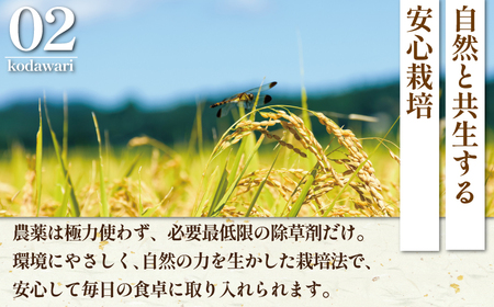 新米 特Aランク はるみ 5kg 新米 【令和8年産】