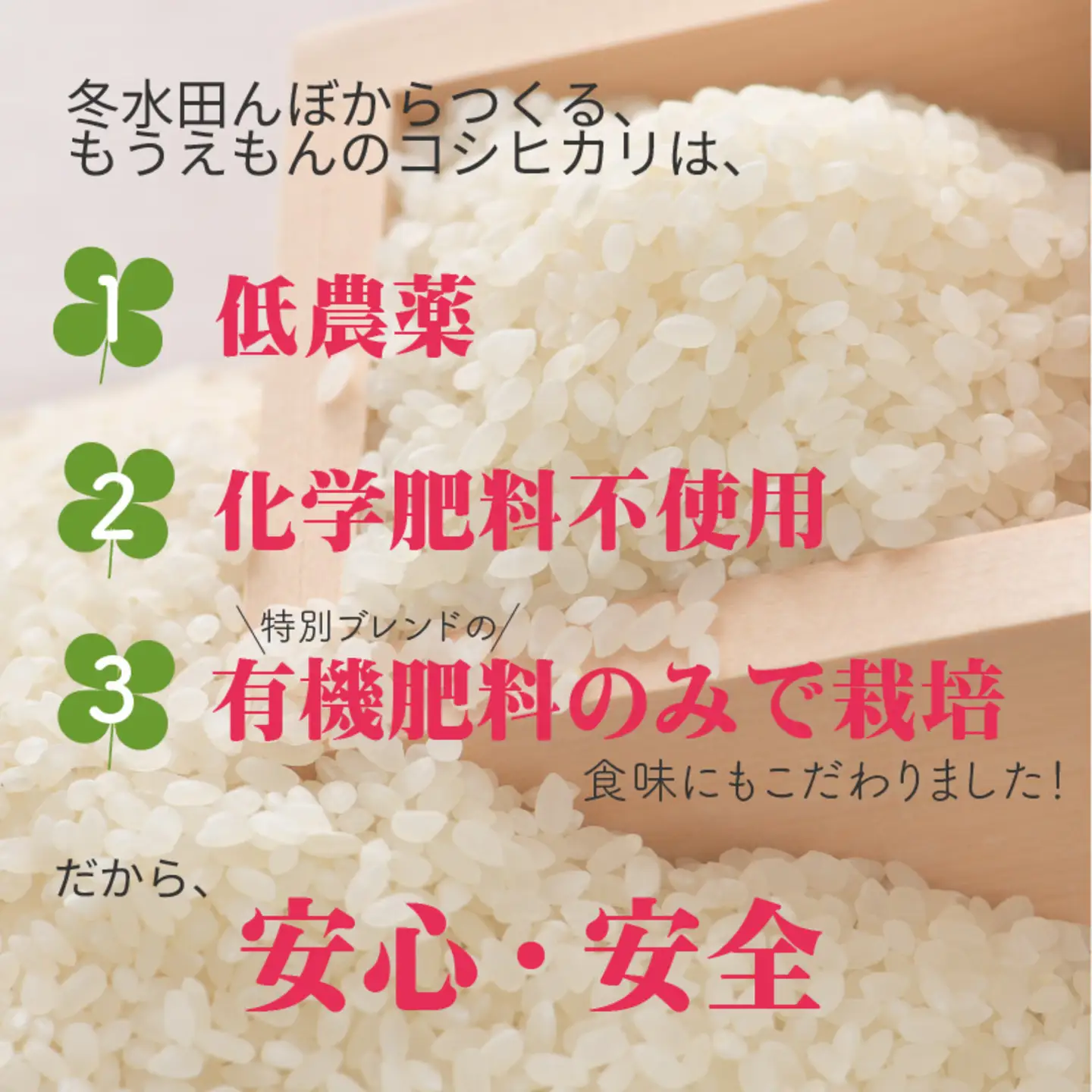 【令和7年産】冬水田んぼでつくる 特別栽培米 もうえもん コシヒカリ（5kg × 1袋）真空パックこしひかり コシヒカリ