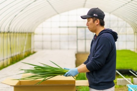 【6か月定期便】生産農家直送 京野菜・九条ねぎ700ｇ〈ねぎ 野菜 京都