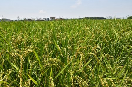 1117　三重県産いのちの壱「斎王米」5kg　コメ お米 5キロ 白米 ご飯 伊勢市産 伊勢志摩 精米発送 粘りが強い 甘味 旨味 お弁当 おにぎり 冷めてもおいしい 米粒が大きい 下村農園