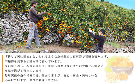 ＜愛媛県西予市産 柑橘詰め合わせ 合計約5kg＞ 果物 フルーツ お任せ おまかせ お楽しみ みかん ミカン 蜜柑 食べ比べ 詰合せ セット ご家庭用 柑橘 特産品 夕焼け山農園 愛媛県 西予市 【常温】『2026年1月上旬～4月中旬頃迄に順次出荷予定』AYN0002