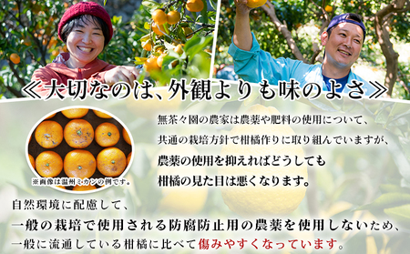 ＜無茶々園のひょう柑 約3kg＞ 【先行予約】果物 みかん ミカン 蜜柑 柑橘 フルーツ ひょうかん 弓削瓢柑 特産品 愛媛県 西予市【常温】『2027年4月～5月上旬迄に順次出荷予定』AMC0009