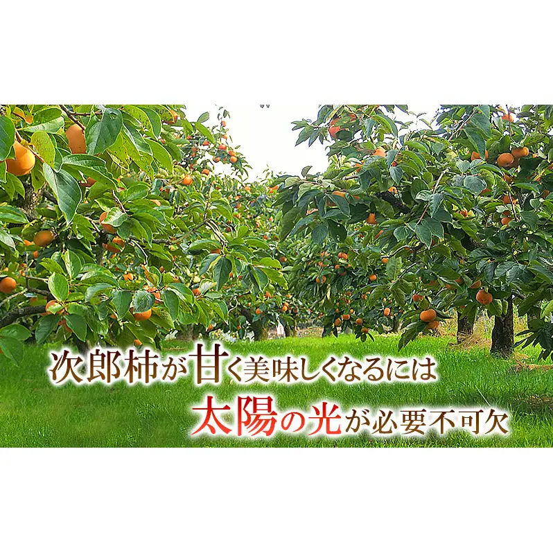 【2026年11月中旬より順次発送】【幻の柿】次郎柿ワケあり（小キズあり）3kg 12個入り 果物 フルーツ かき 冬の味覚 産地直送 静岡県産 浜松市産 