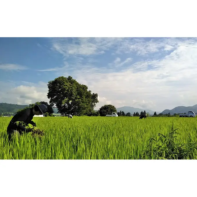 【令和8年産 先行予約】生産者直送！魚沼産コシヒカリ 雪里米（ふるさとまい）精米 3kg お米 ライス ご飯 主食 新潟県産 産地直送 
