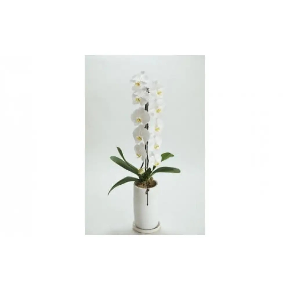 季節ごとに届く、えらべるお花　Mサイズ（4回お届け）【季節ごとに届く、えらべるお花 Mサイズ フラワーライフ 世界らん展 フラワードリームジャパンカップ フラワーアレンジメント 6種類のフラワースタイル 神奈川県 小田原市 花 花 】