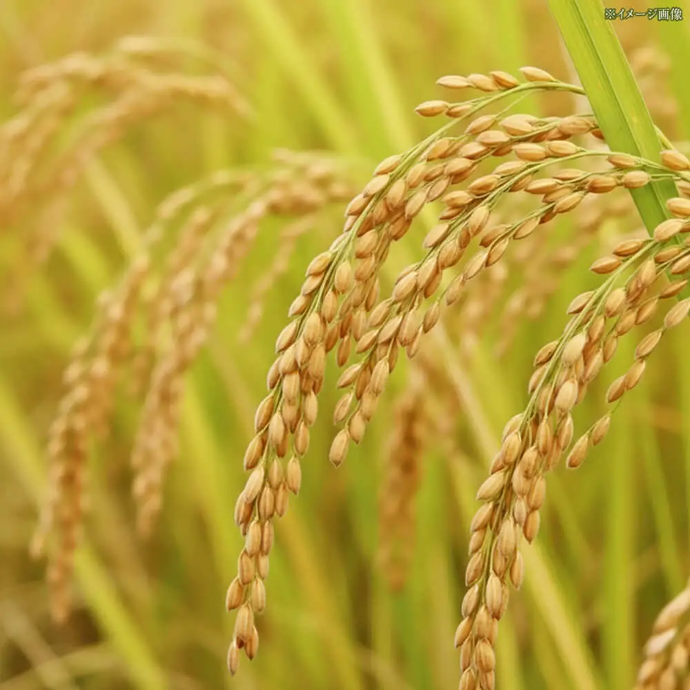 令和8年産 無洗米 高知県産ミルキークィーン 約2kg×6袋〈2027年7月31日まで発送〉/ 米 無洗米 令和6年産米  [ATBL001]