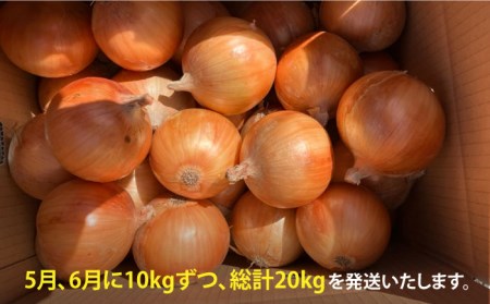 【2回定期便】5月6月発送 白石玉ねぎ 10kg / 玉ねぎ [IAW007]