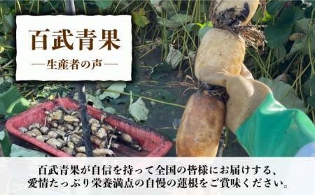 【年末発送 ※12月25日〜27日発送】＜地元江北町産＞泥付き 蓮根 3kg【百武青果】[HAE015] 蓮根 れんこん レンコン 野菜
