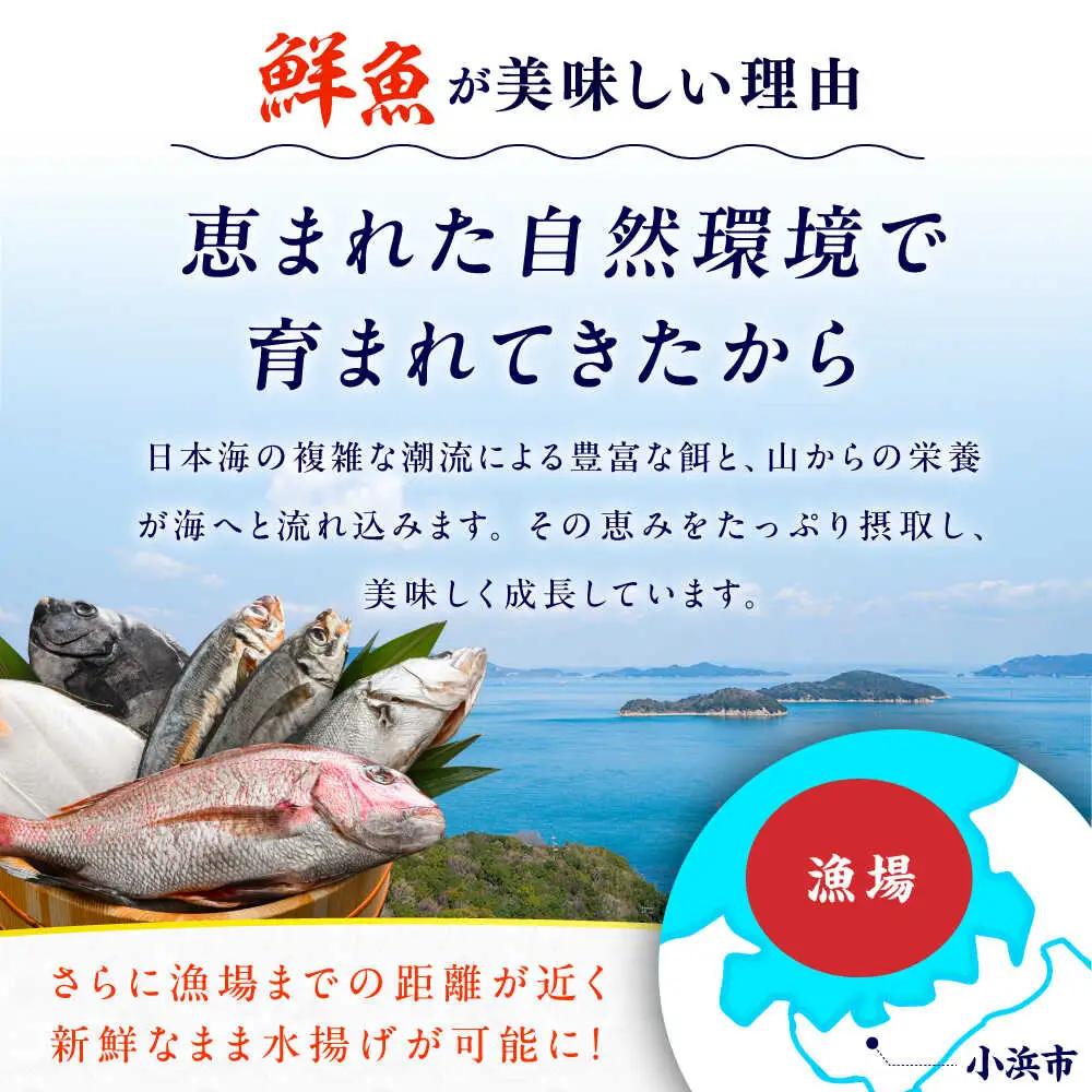 【定期便】全6回(隔月発送)【加福鮮魚】「若狭小浜港産地直送」旬の天然鮮魚お任せセット！地魚 下処理済み 刺身 煮魚 焼き魚 小浜市 / 加福鮮魚 【配送不可地域：北海道、北東北（秋田、青森、岩手）、九州、沖縄、離島】[BFBC016] 