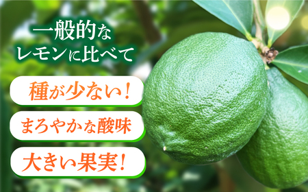 【長崎県長与町産】璃の香 （ りのか ） 約3kg レモン ー2026年8月下旬より発送ー 長与町/井上柑橘園 [EAA005]  りのか レモン 3kg フルーツ 果物 くだもの 果実 柑橘 檸檬 れもん 先行予約 レモンティ レモネード 国産 産地直送