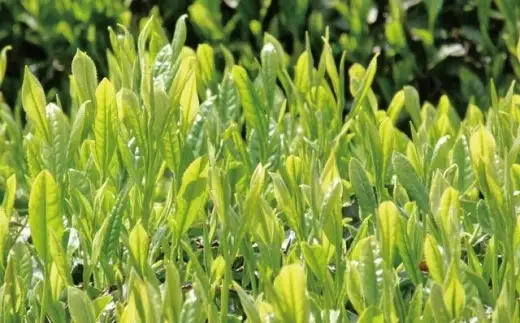 朝宮茶詰合せ（玉露・煎茶） (171476-40036840)