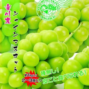《2026年発送》特秀品シャインマスカット1kgの詰め合わせ【数量限定】