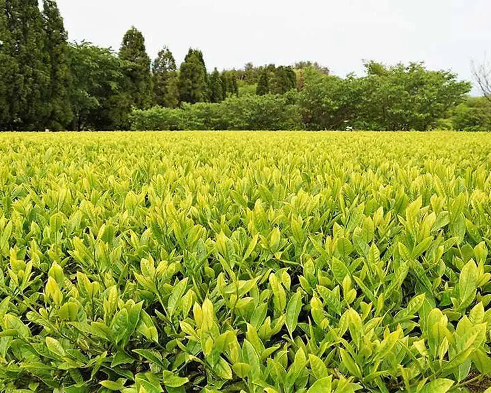 お茶 宝箱のまつえ有機ほうじ茶 島根県松江市/有限会社宝箱[ALBI012] お茶 お茶