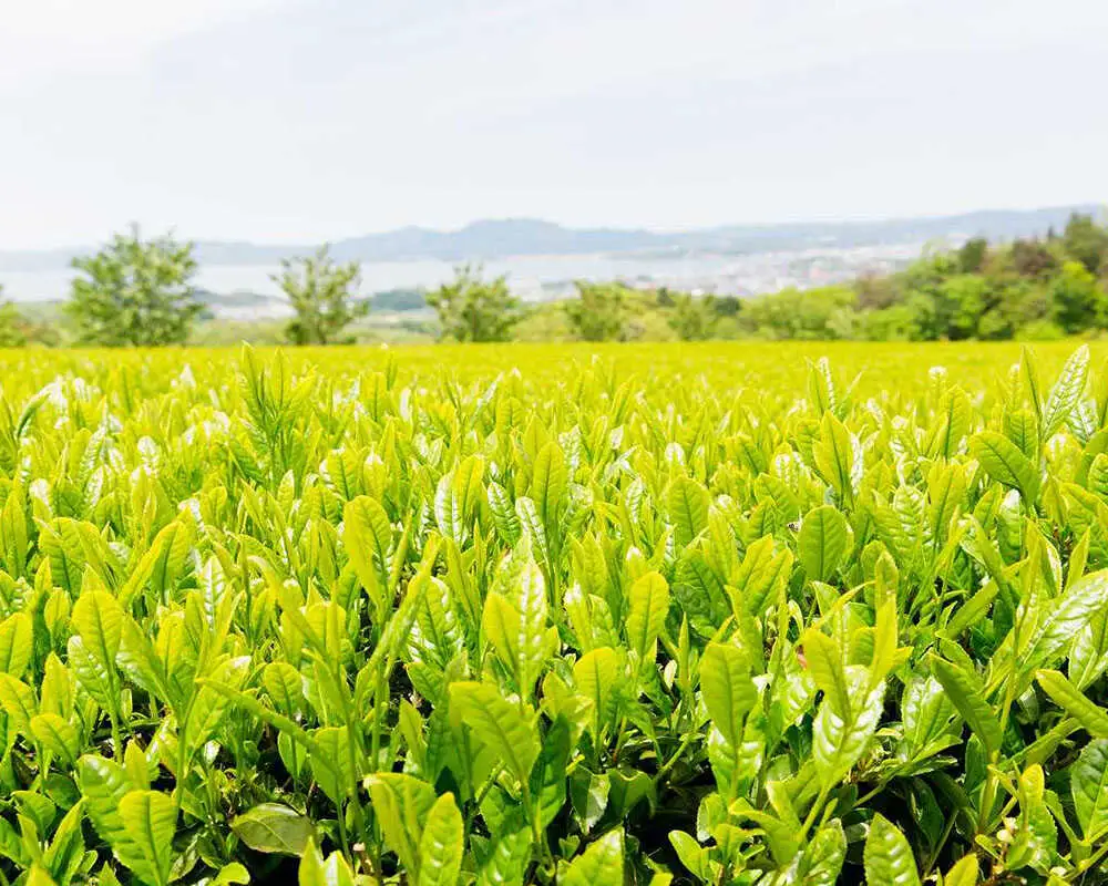 お茶 宝箱のまつえ有機煎茶 島根県松江市/有限会社宝箱[ALBI013] お茶 お茶