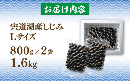 しじみ しじみ 砂抜き済 Lサイズ800×2袋(1.6kg) 島根県松江市/しじみ市場株式会社[ALDK005] しじみ しじみ