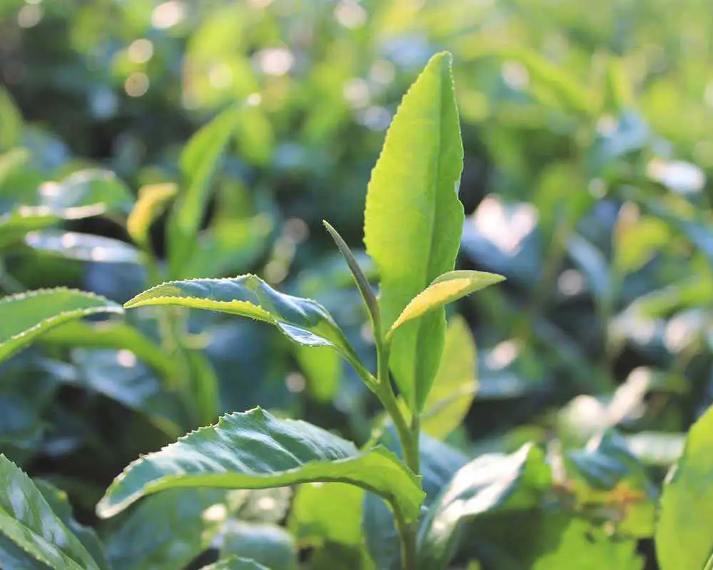 紅茶 宝箱の有機和紅茶 島根県松江市/有限会社宝箱[ALBI004] 紅茶 紅茶