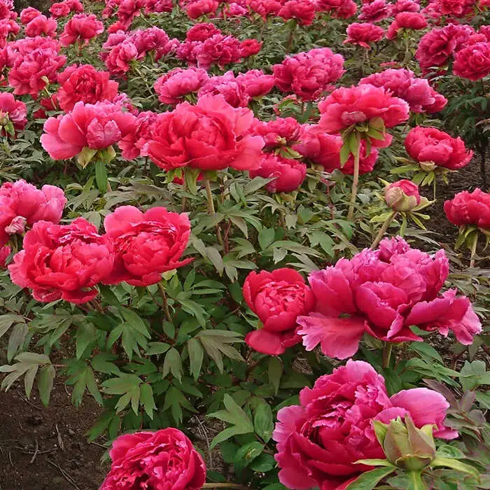 【先行予約】牡丹 1鉢  花 大根島 ぼたん [ALBC004] 2輪咲き