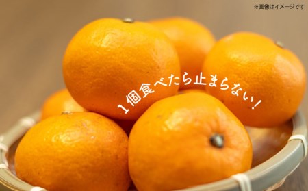 宮川早生みかんMサイズ約5kg[EBI010]