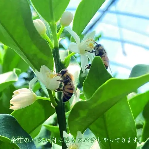 【先行予約】完熟きんかん「たまたま」2kg 果物 フルーツ くだもの 柑橘 金柑 おすすめ ブランド ギフト 贈り物 贈答 プレゼント おすそ分け おやつ スイーツ デザート 大きい 糖度が高い 常温 産地直送 宮崎県 綾町 送料無料【JA綾町】_A0114-257