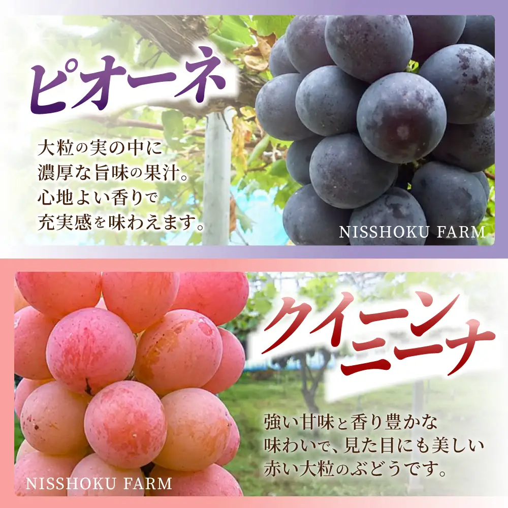 【ふるなびWEEK対象】シャインマスカット 大粒ぶどう3種詰め合わせ 食べ比べシャインマスカット入り 【nisfarm010-02-f】