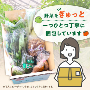 定期便 旬の新鮮野菜セットB【年6回】たっぷり13品以上【8005-2】