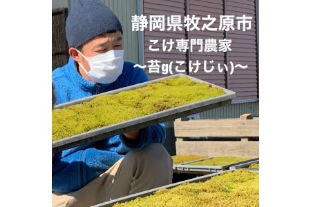 123-1　苔テラリウム ジャングル