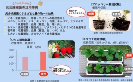 光合成細菌 「くまレッド」（500cc×3個） 球磨焼酎粕使用