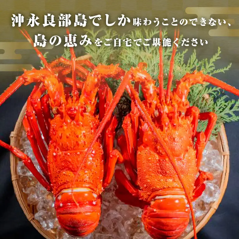 沖永良部島 直送 ！ 素潜り漁師 オススメ の ボイル済み 冷凍 伊勢海老 約 3kg （ 3 ～ 10匹 ）！ W030-002u 海鮮 エビ