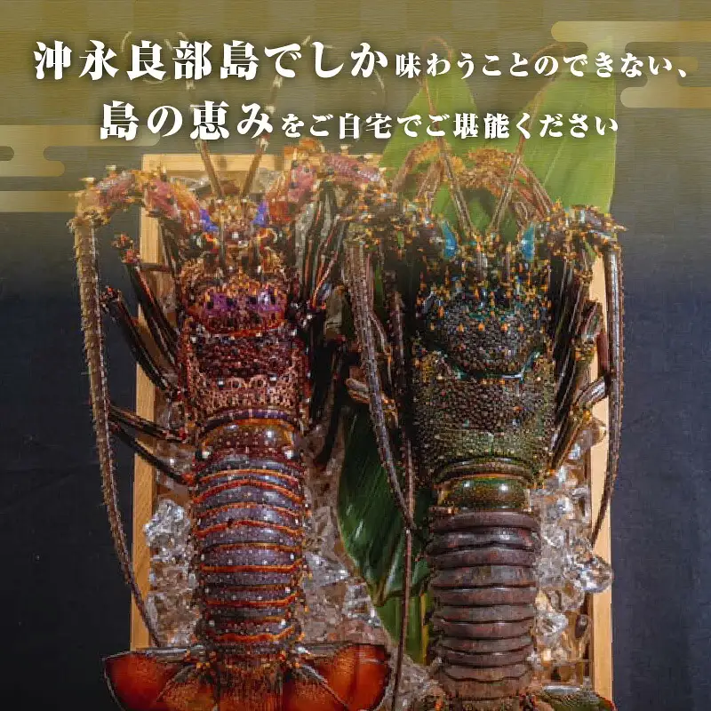 沖永良部島 直送 ！ 素潜り漁師 オススメ の 冷凍 伊勢海老 約 3kg （ 3 ～ 10匹 ）！ W030-004u 海鮮 エビ